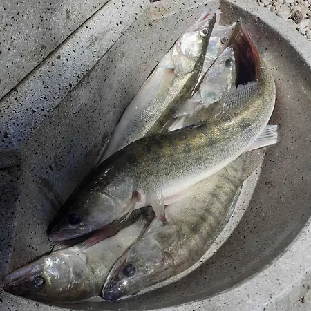 Semesterbostad Vikendica Dunav