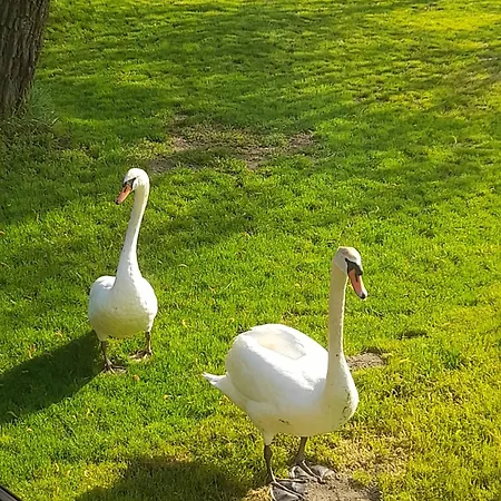 Semesterbostad Vikendica Dunav Novi Sad